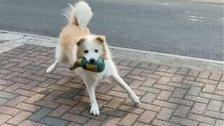 Cola is actually quite smart. When her owner is at home, she pretends she can't escape and even call