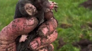 地里鼹鼠泛滥，老哥展示了自己的空手抓鼠技能。先用叫声吸引，然后愣是把它给拎了出来！