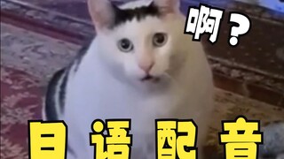 【Japanese Dubbing】Funny Cat Compilation