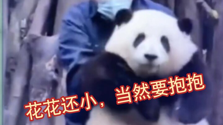 Grandpa Tan had just told the “daddy” a second ago, “Don’t hold that one-year-old cat anymore,” but 