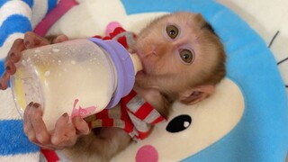 WOW! Lihenag So Cute Open Big Eyes Drinking Milk