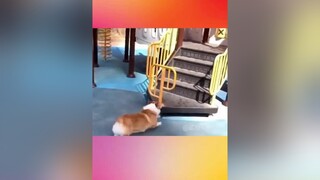 chân ngắn đáng yêu mà  petlover chó_cưng chó funcho chóhú dog dogs thucung thúcưng thú_cưng