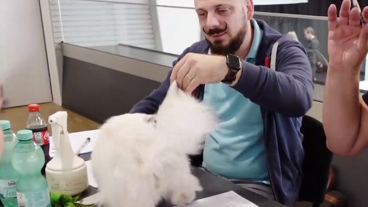 The wronged kitten went to the compe*on for the first time and rubbed the referee's hand crazily.