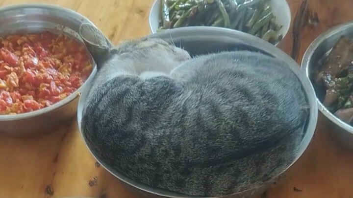 “Felines are very alert even when they’re asleep”