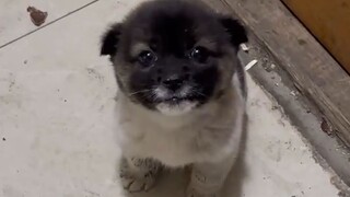 When the rice fragrance comes, the dog appears