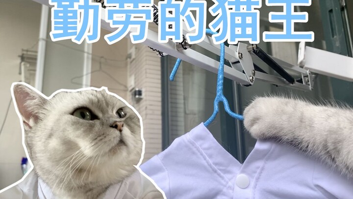 Chú mèo duy nhất trên Bilibili biết làm việc nhà