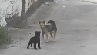 A puppy's happiness is so simple!