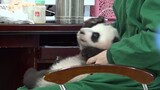 "Panda". Two daddies take care of a baby panda.
