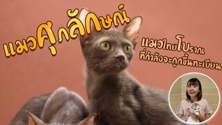 EP20 : แมวศุภลักษณ์ แมวไทยโบราณที่กำลังจะถูกขึ้นทะเบียน !!!