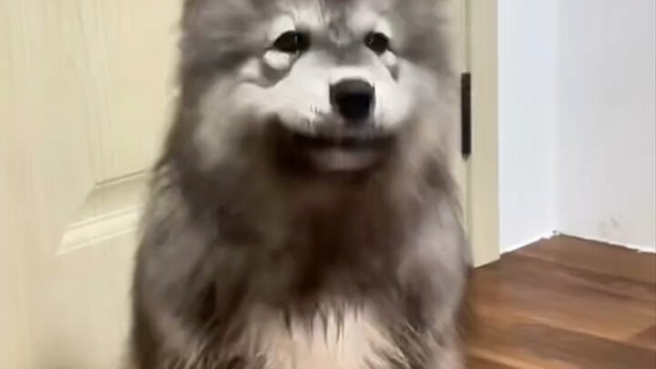 Turns out there’s more than one stubborn pet store owner in the world!