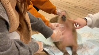 The capybara is here!