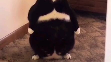 Sekali lagi, seekor kucing dari planet lain yang telah berevolusi