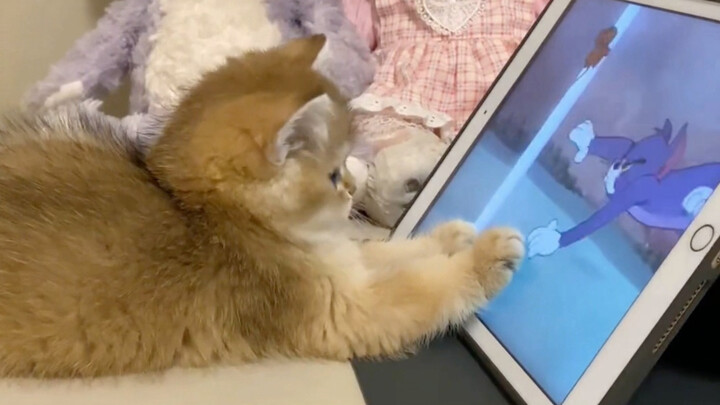 มันเป็นพวกเดียวกับเจอร์รี่! มันเป็นห่วงเจ้าตัวนั้นมากเลย!