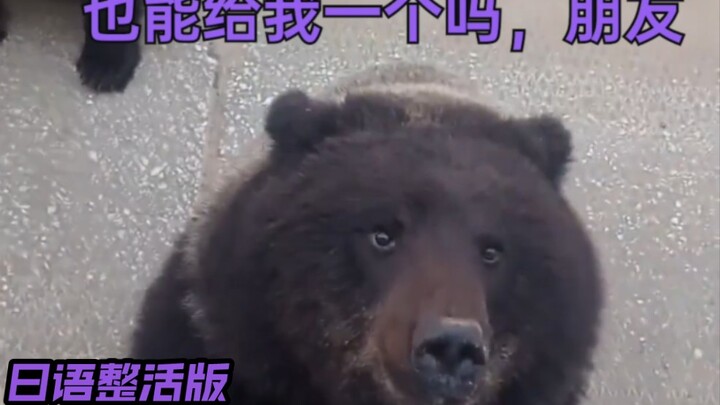 "I'm arguing with my Russian brother" (multi-language live version)