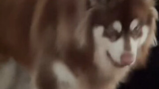 Jadi bisa dikatakan anjing memang benar-benar mengerti perasaan manusia