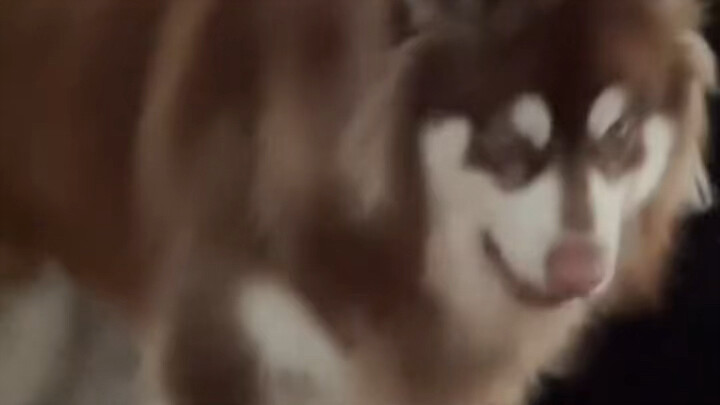 所以说狗狗真的通人性