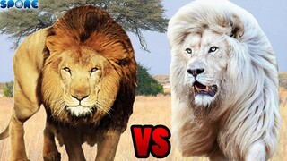 Lion vs White Lion | SPORE
