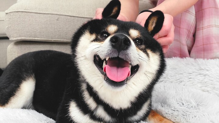 เจ้าหมาน้อยตัวนี้ทำไมดูขี้เล่นน่าเอ็นดูจังเลย?