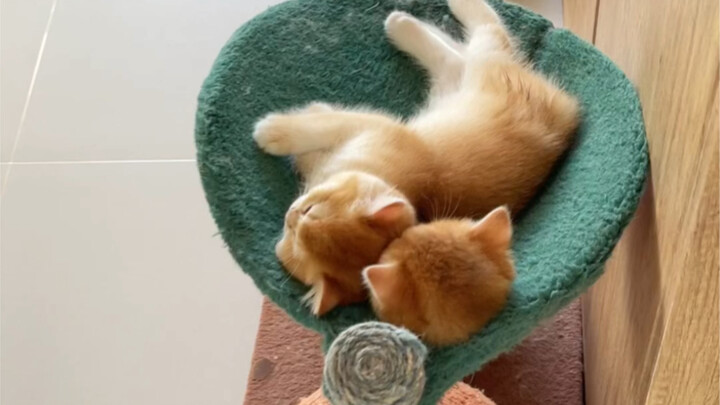 Đột nhiên xuất hiện đầu mèo song sinh!