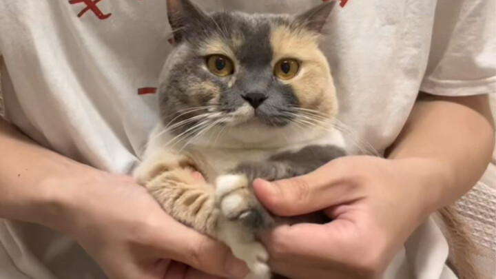 Kucing lama, penampilan baru