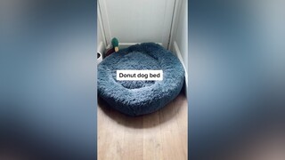 No wonder I don’t sleep at night 🤪 funnydogs