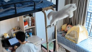 ลูกแมวที่เคยเข้าเรียนมหาวิทยาลัยจะคิดถึงชีวิตในมหาวิทยาลัยหลังจากเรียนจบหรือไม่?