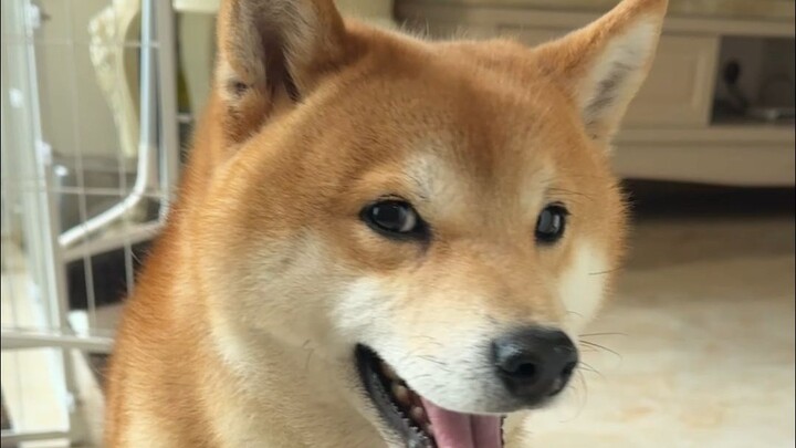 Datang jemput anjing untuk jalan-jalan, ternyata ketahuan rahasia kenapa anjing Shiba milik klien in