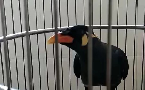 Orang ini bisa menakuti pengemudi ketika dia membuka mulutnya