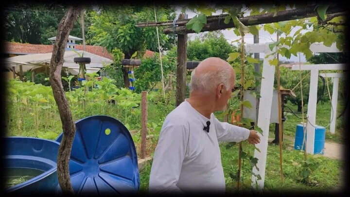 9 PARTE CAMPO LIMPO  PAULISTA PODA DA VIDEIRA