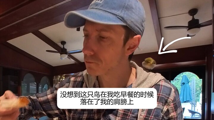 هل تناولتِ الفطور مع عصفور صغير من قبل؟ هذا بالضبط ما فعلته اليوم...