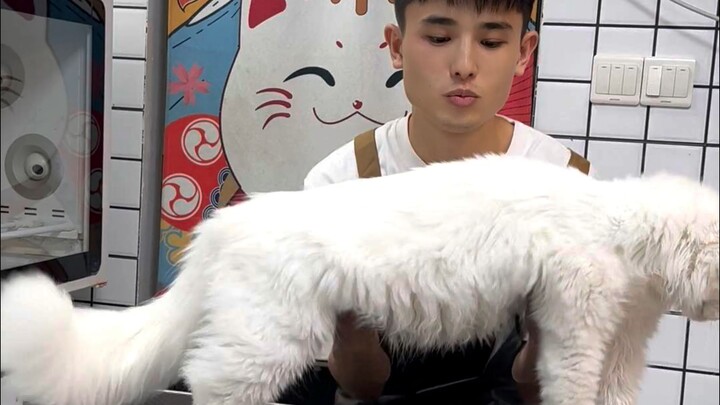 超乖巨型缅因猫洗护