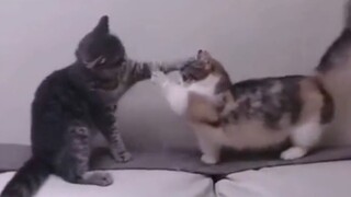“养猫和不养猫的人都沉默了”