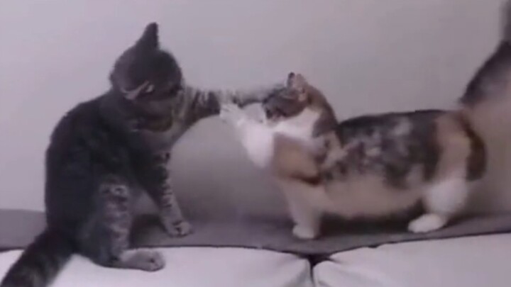 "Cat owners and non-cat owners are silent"