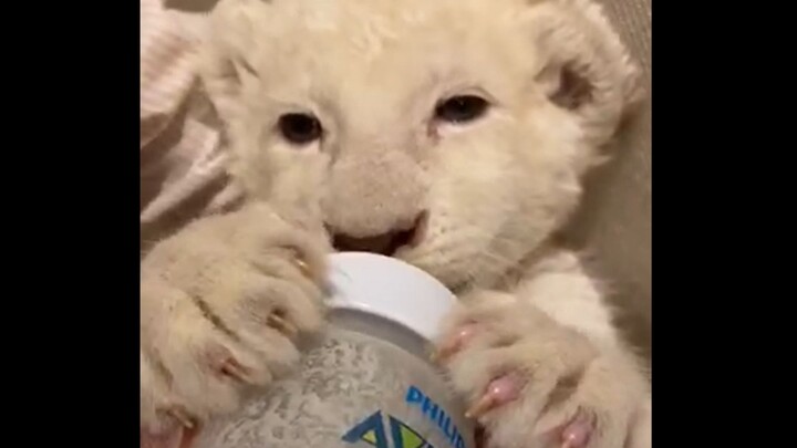 The white lion suckling is just too adorable!
