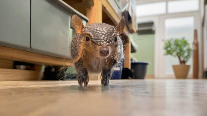 จากคนแปลกหน้าสู่คู่หูที่ไม่เคยพรากจากกัน สัตว์หน้าตาพิลึกตัวนี้ช่างขี้อ้อนเสียจริง!