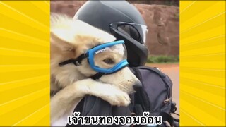 สัตว์เลี้ยงเพื่อนขนปุย : เจ้าขนทองจอมอ้อน