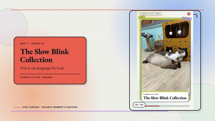 Siamese Cat Café #19 — The Slow Blink Collection + Midnight Milk Mood