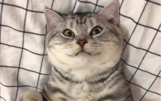 What’s it like to have a cat whose whole world revolves around you?