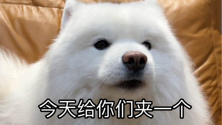 第一次发夹子音给你们听听