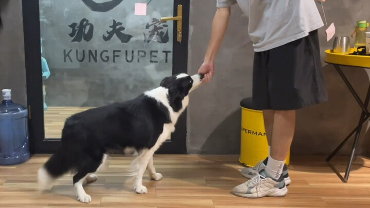 Border Collie: Is it really that surprising that I learned to close the door? Such a fuss over nothi