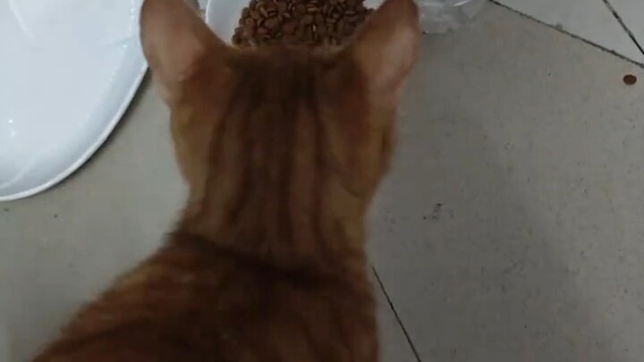 Mamao: Kenapa kamu nggak makan? Kamu nggak lapar?