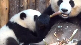 والدة هواهوا ورونيو (إر قاو) الغاضبة