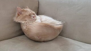 😂 Funniest Cats and Dogs Videos 😺🐶 || 🥰😹 Hilarious Animal Compilation №99