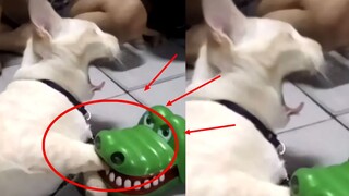 我要被这堆监控录像笑死啦哈哈哈哈哈哈哈哈哈哈哈哈