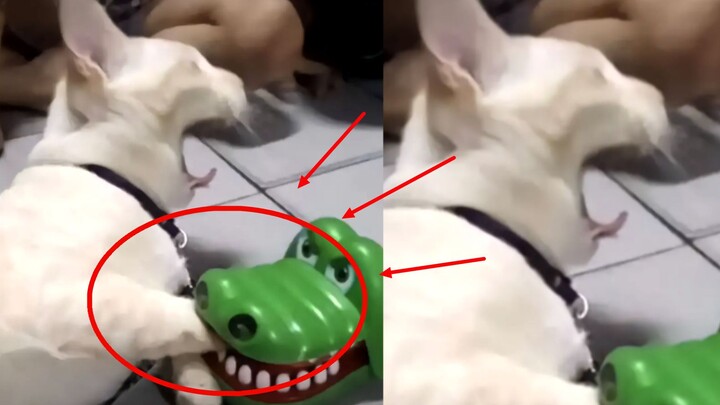 I'm gonna die laughing at this pile of surveillance footage, hahahaha!