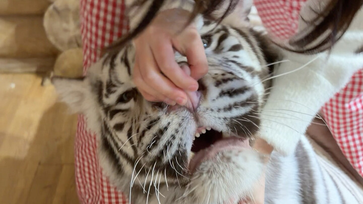 No way, I’ll just have congee from now on, Palace Millionaire.