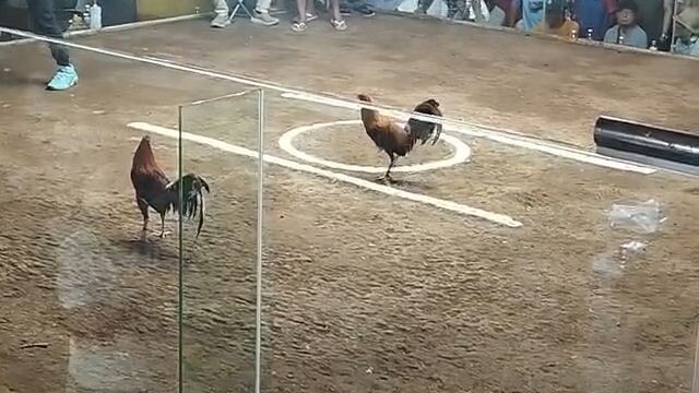 YLH - Draw 3rd Fight