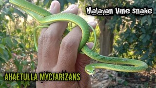 Bertemu ular pucuk di sore hari ( Ahaetulla mycterizans )