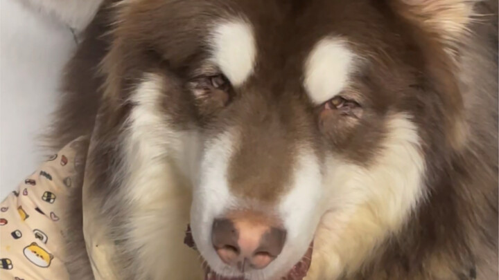 ก็ได้สิ เลี้ยงหมาเรียกทรัพย์ไว้ตัวนึง