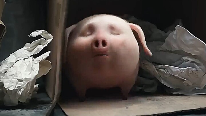 กระปุกออมสินเร่ร่อนไปตามท้องถนน ได้รับการรับเข้ามาโดยบุคคลใจดี และในที่สุดก็ได้พบกับเจ้าของเดิม #นิย